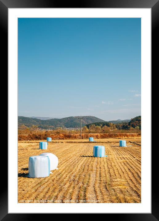 Autumn paddy field in Korea Framed Mounted Print by Sanga Park
