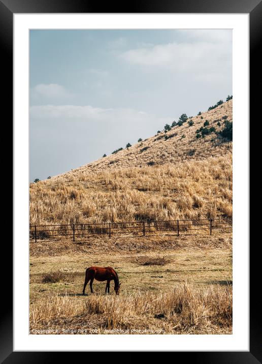 Horse on dry grass field Framed Mounted Print by Sanga Park