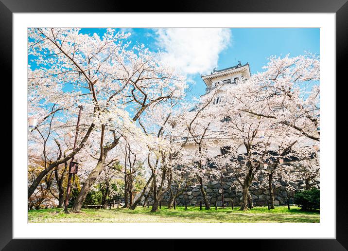 Nagahama castle with cherry blossoms in Japan Framed Mounted Print by Sanga Park