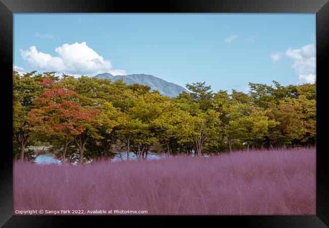 Pink muhly grass Framed Print by Sanga Park