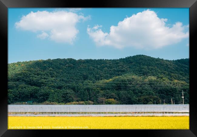 Golden paddy field and mountain Framed Print by Sanga Park