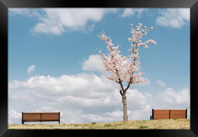 Cherry blossoms on the hill Framed Print by Sanga Park