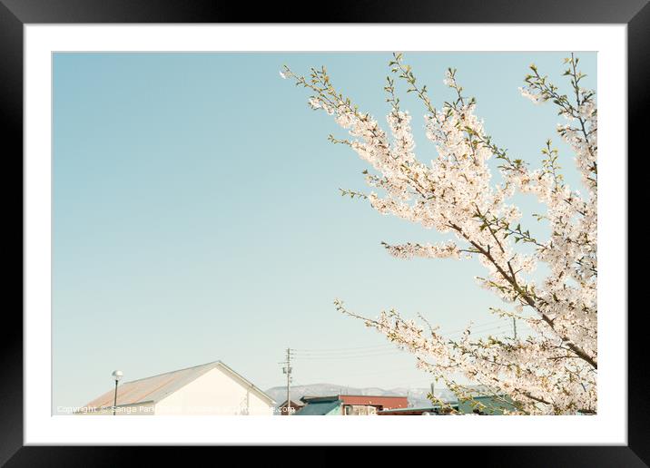 Cherry blossom and house in Japan Framed Mounted Print by Sanga Park
