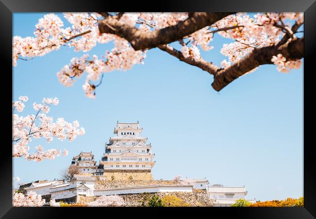 Himeji castle with cherry blossoms Framed Print by Sanga Park