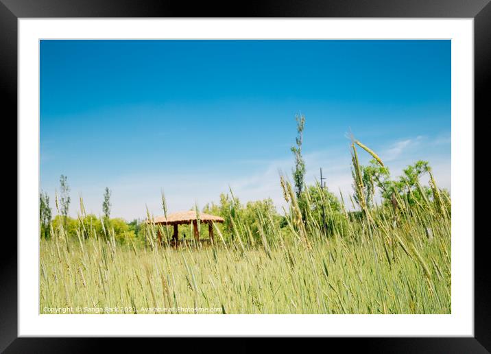 Green barley field Framed Mounted Print by Sanga Park