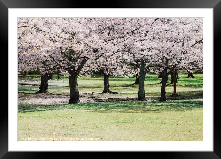 Cherry blossoms forest Framed Mounted Print by Sanga Park