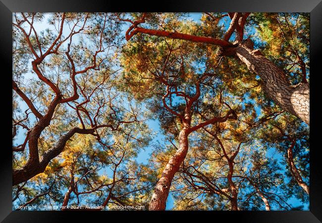 Pine tree forest Framed Print by Sanga Park