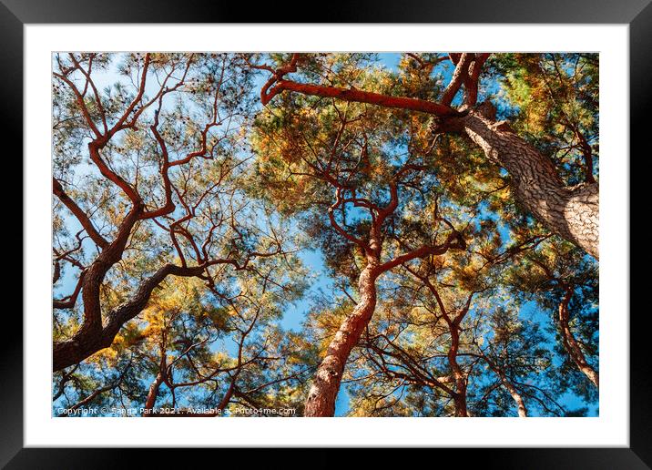 Pine tree forest Framed Mounted Print by Sanga Park