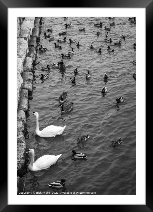 Swans swimming amongst the ducks - standing out, black & white Framed Mounted Print by Blok Photo 