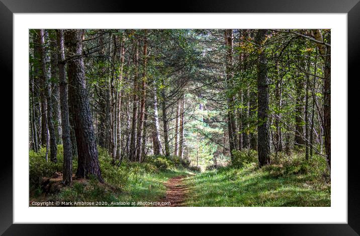 Forest Path Framed Mounted Print by Mark Ambrose