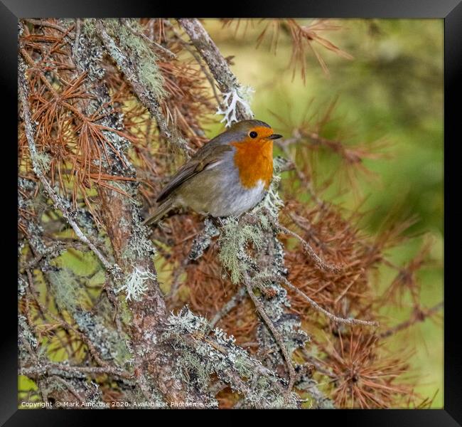 A small Robin sitting on a branch Framed Print by Mark Ambrose