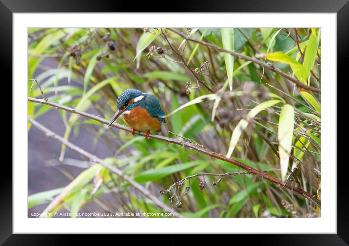 Kingfisher  Framed Mounted Print by Alistair Duncombe