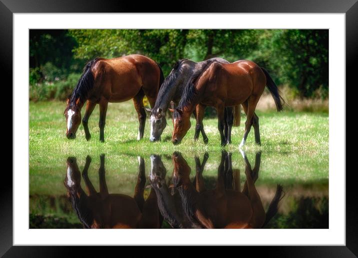 Grazing Horses Framed Mounted Print by Roger Daniel