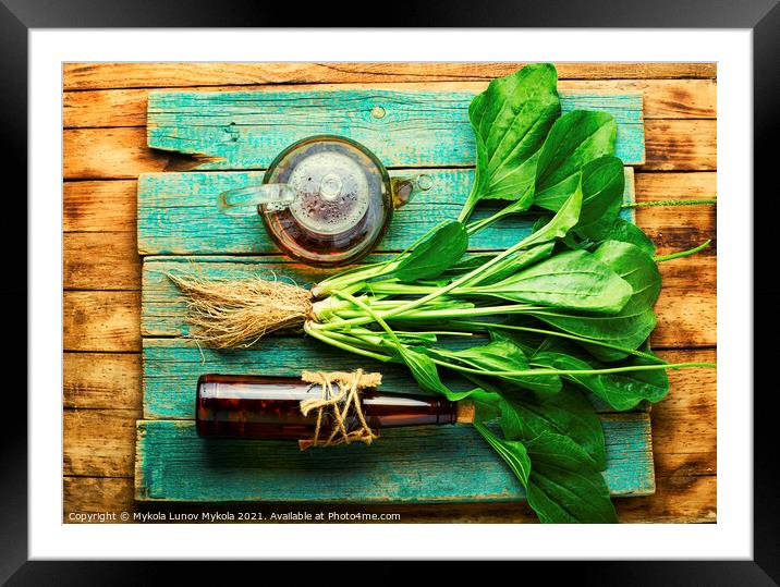 Plantain in herbal medicine,homeopathic herbs Framed Mounted Print by Mykola Lunov Mykola