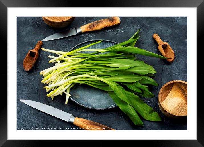 Ramson, bunch of wild garlic Framed Mounted Print by Mykola Lunov Mykola