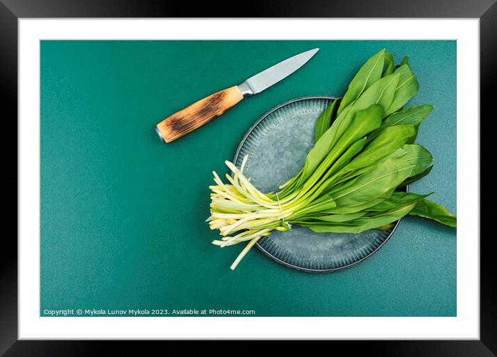 Ramson, bunch of wild garlic Framed Mounted Print by Mykola Lunov Mykola