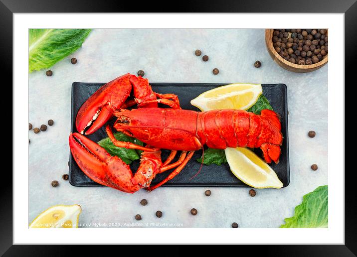 Whole red lobster with fresh herbs Framed Mounted Print by Mykola Lunov Mykola