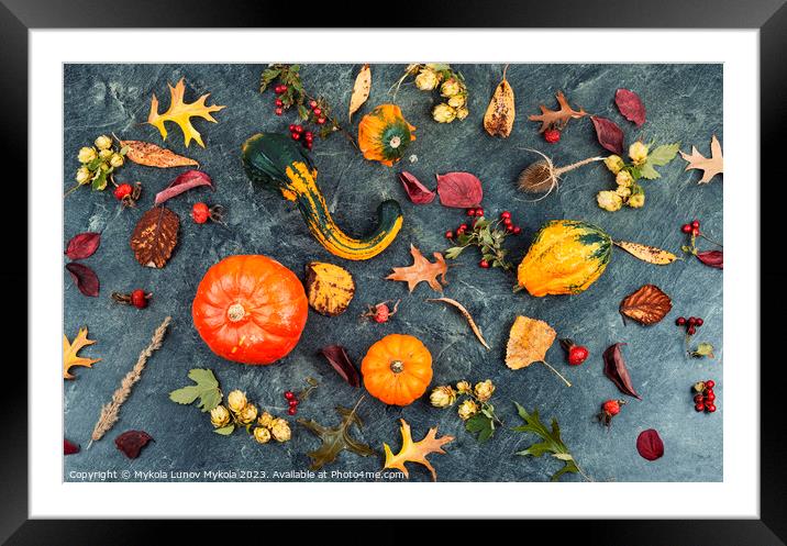 Autumn pumpkins, autumn harvest. Framed Mounted Print by Mykola Lunov Mykola