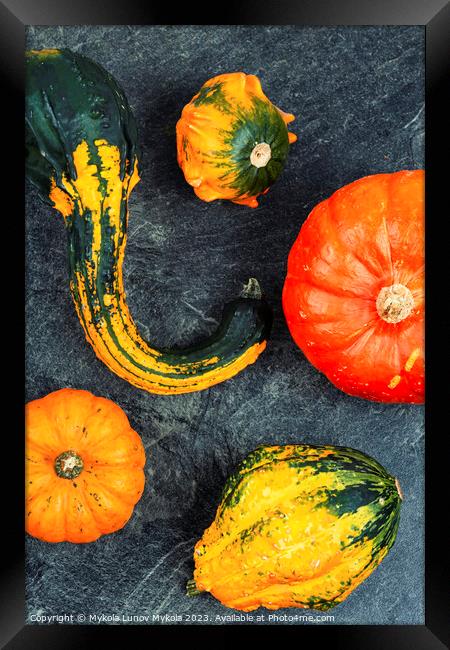 Autumn still life with pumpkins Framed Print by Mykola Lunov Mykola