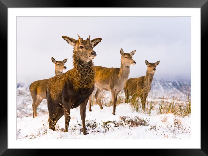 Red Deer family Scottish Highlands Winter Framed Mounted Print by Northern Wild