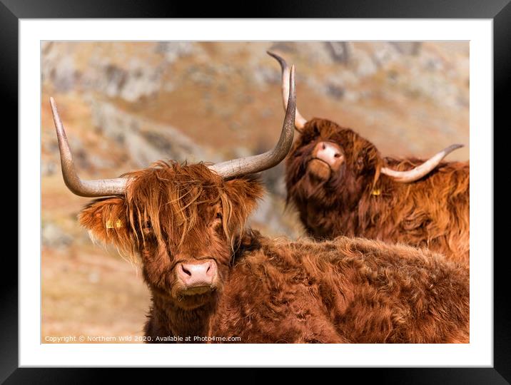 Funny Highland Cows Framed Mounted Print by Northern Wild
