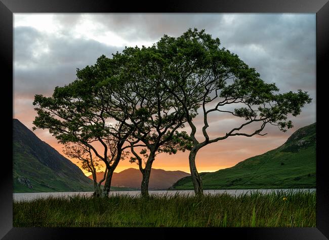 Crummock Water Trees Framed Print by Northern Wild