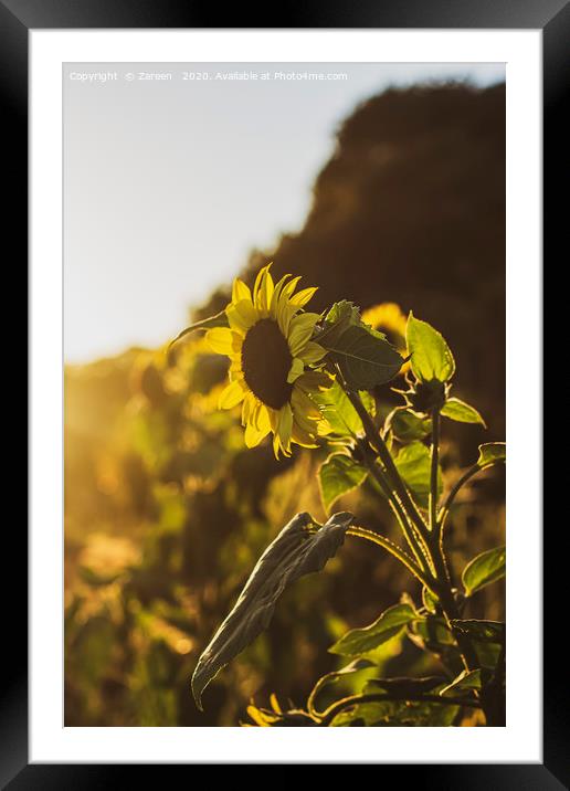 Bright Hazy Sunflower Framed Mounted Print by Zareen 