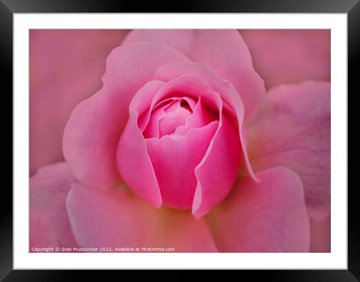 Pink Rose Framed Mounted Print by Sree Mussunoor