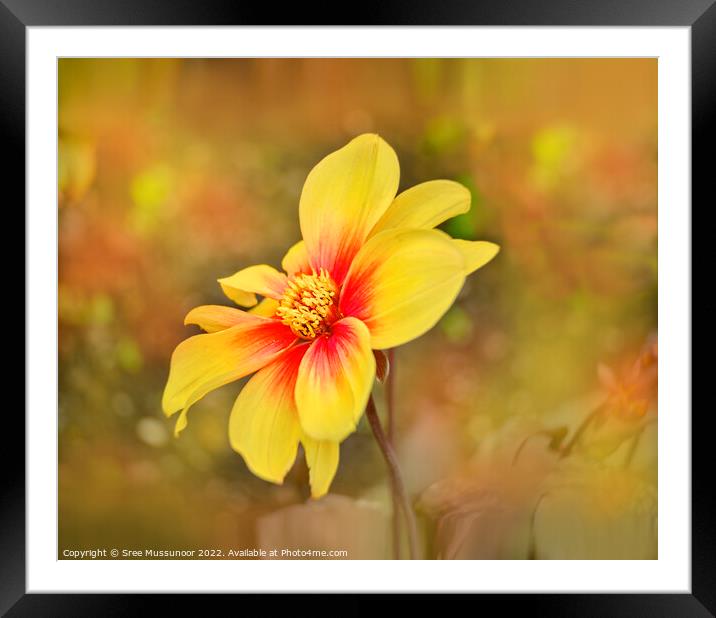 Yellow flower Framed Mounted Print by Sree Mussunoor