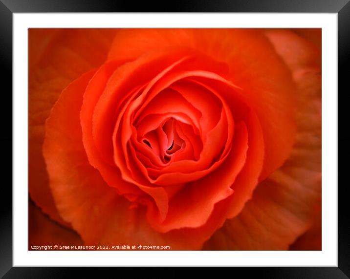 Red Rose Framed Mounted Print by Sree Mussunoor