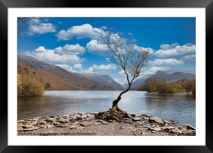 Famous Lone Tree Llanberis Framed Mounted Print by chris hyde
