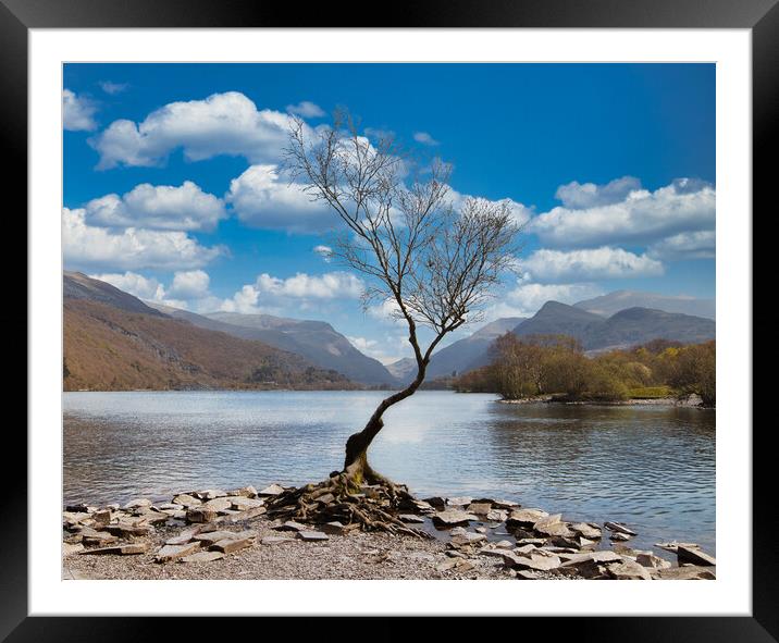 The Lone Tree Llanberis Framed Mounted Print by chris hyde
