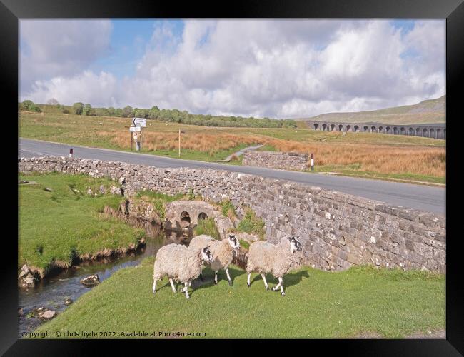 Sheep near Ribblesdale Viaduct  Framed Print by chris hyde
