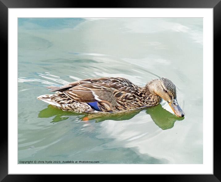 Mallard Duck Drinking Framed Mounted Print by chris hyde