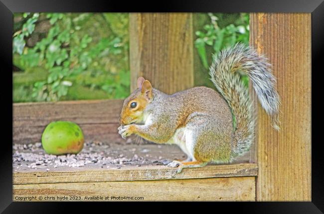 Squirrel Eating Nuts on Table Framed Print by chris hyde