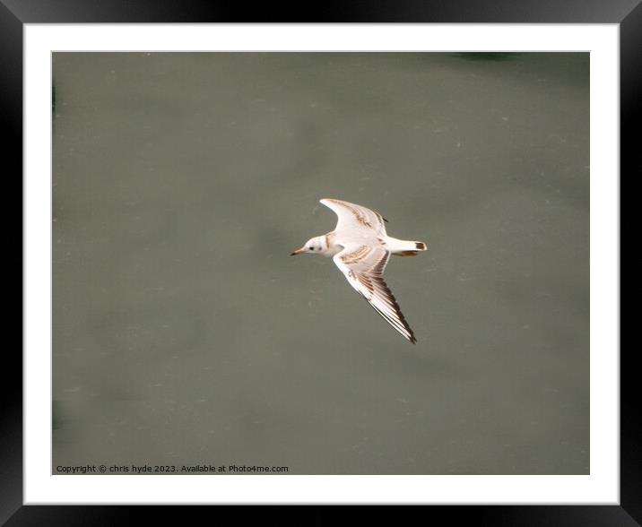 low flying gull Framed Mounted Print by chris hyde