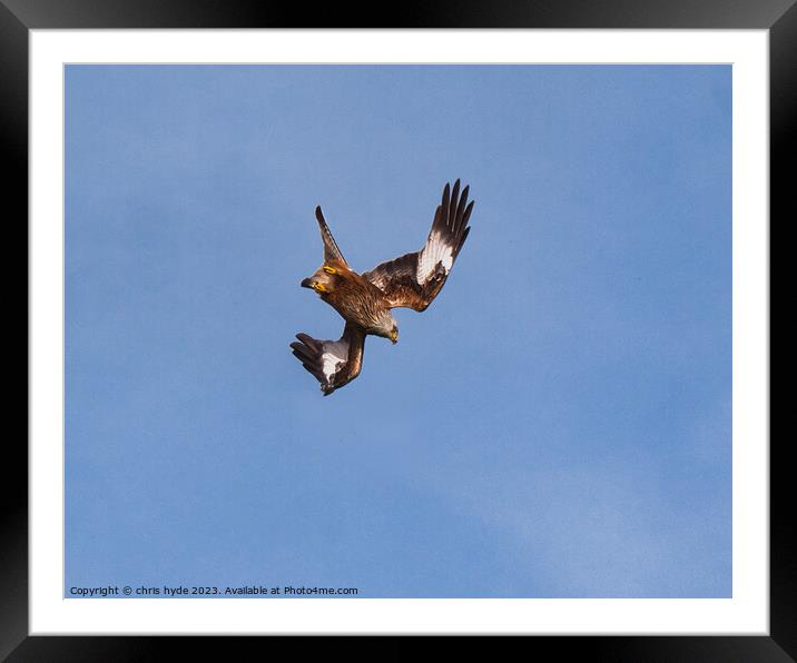 Red Kite Diving Framed Mounted Print by chris hyde