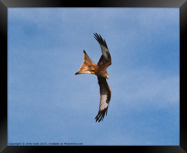 Red Kite hunting Framed Print by chris hyde