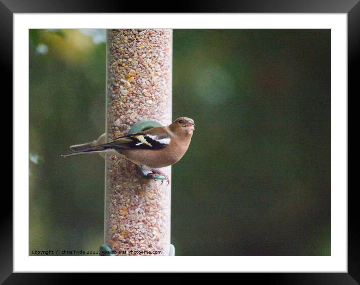 Chaffinch on feeder Framed Mounted Print by chris hyde