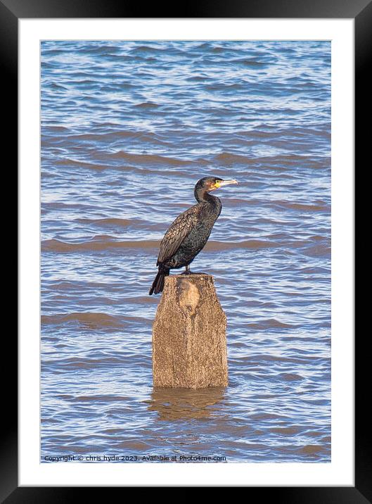 cormorant oon wooden piling Framed Mounted Print by chris hyde