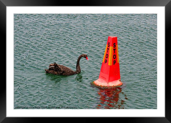swan looking at stop sign Framed Mounted Print by chris hyde