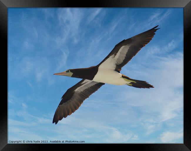 Brown Booby Flying Framed Print by chris hyde