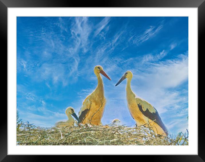 Storks nesting with chick Framed Mounted Print by chris hyde