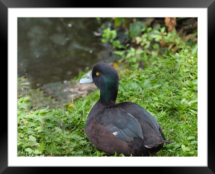 Scaup Newzealand Duck Framed Mounted Print by chris hyde
