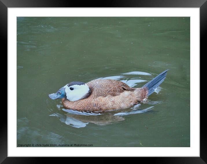 White Headed Duck Framed Mounted Print by chris hyde