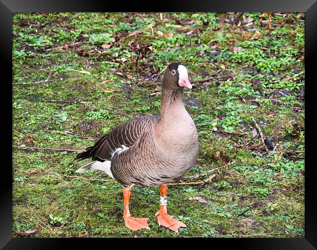 Lesser White Fronted Goose Framed Print by chris hyde