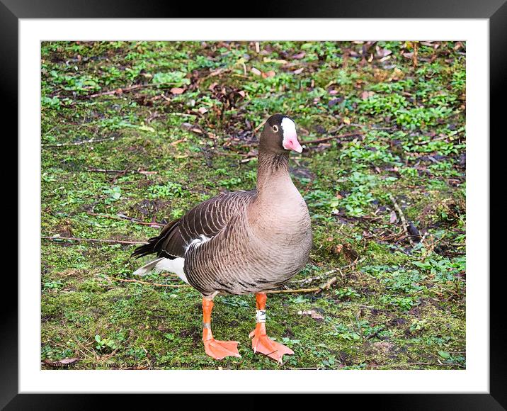 Lesser White Fronted Goose Framed Mounted Print by chris hyde