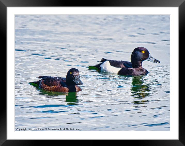 pair of Tufted Ducks Framed Mounted Print by chris hyde