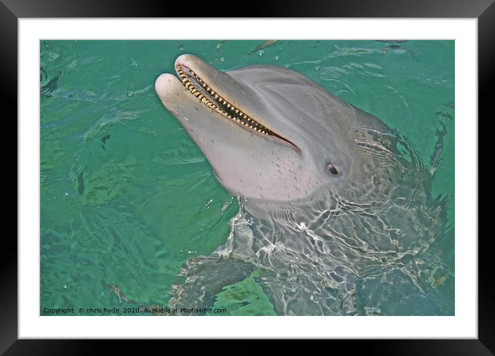 Dolphin Smiling Framed Mounted Print by chris hyde