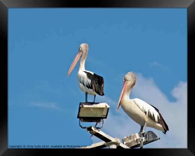 pelicans on mast Framed Print by chris hyde